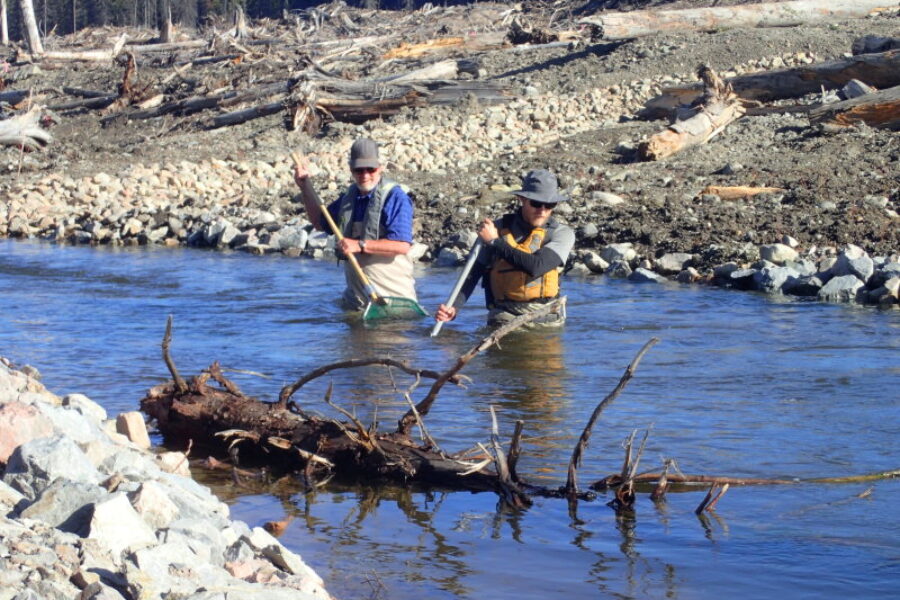 Collecting spawning Rainbow Trout from Hazeltine Creek. This was a challenge as the new fish habitat was vast and the fish had lots of places to hide! [May 2018]