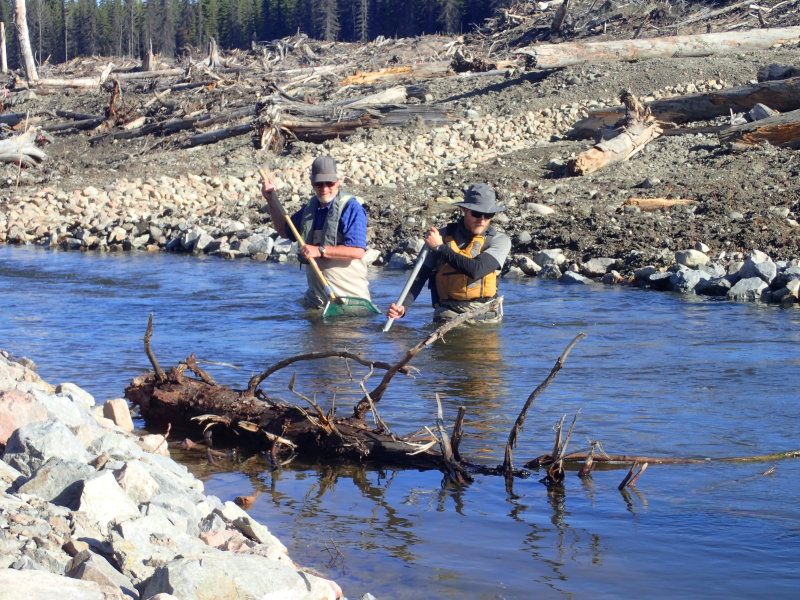 Collecting spawning Rainbow Trout from Hazeltine Creek. This was a challenge as the new fish habitat was vast and the fish had lots of places to hide! [May 2018]