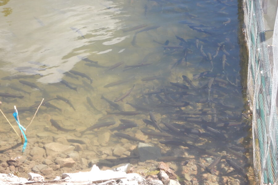 Abundant Rainbow Trout observed upstream of fish fences, looking to transit into Hazeltine Creek from Polley Lake to spawn. [May 2017]