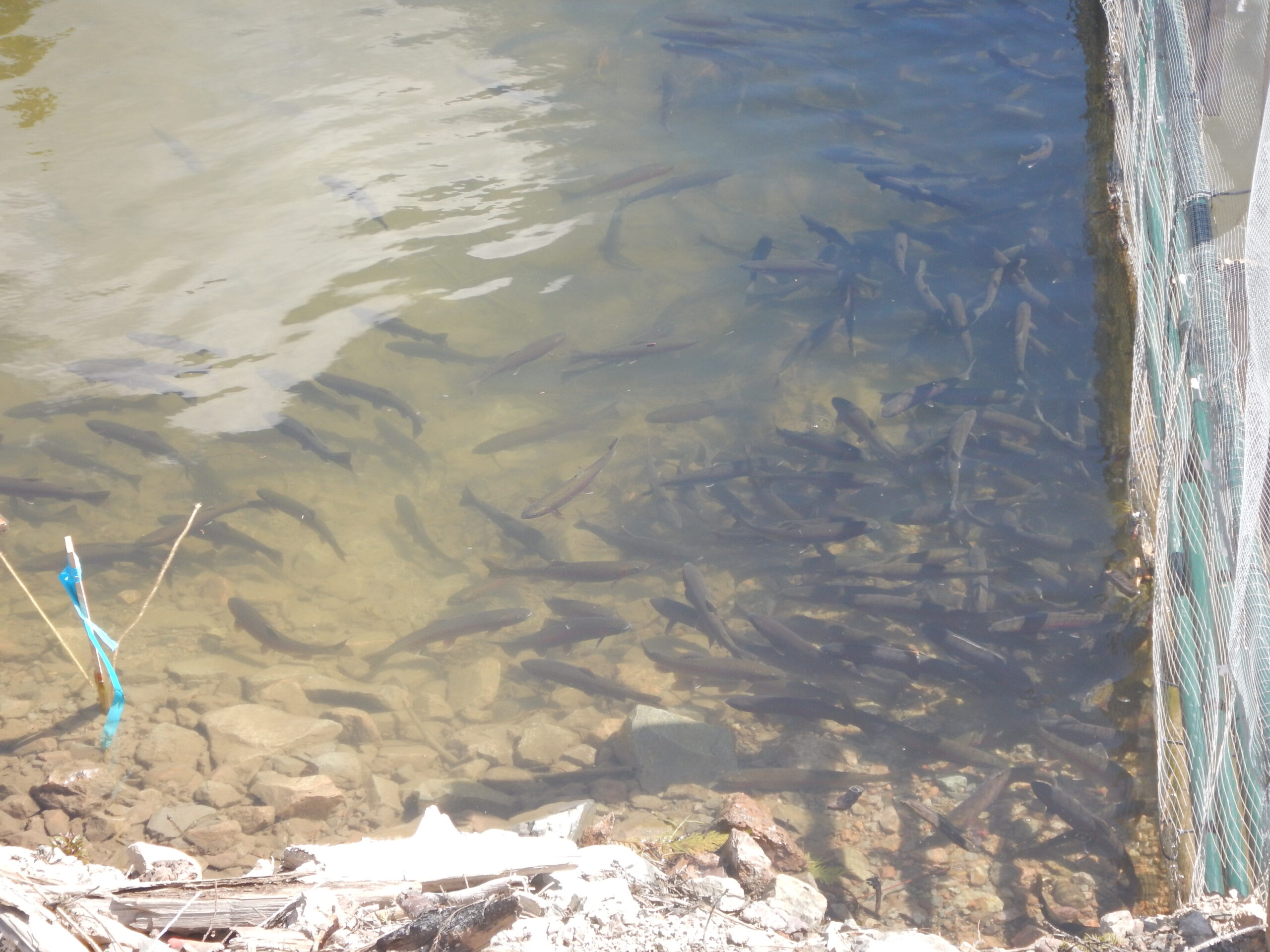 Abundant Rainbow Trout observed upstream of fish fences, looking to transit into Hazeltine Creek from Polley Lake to spawn. [May 2017]