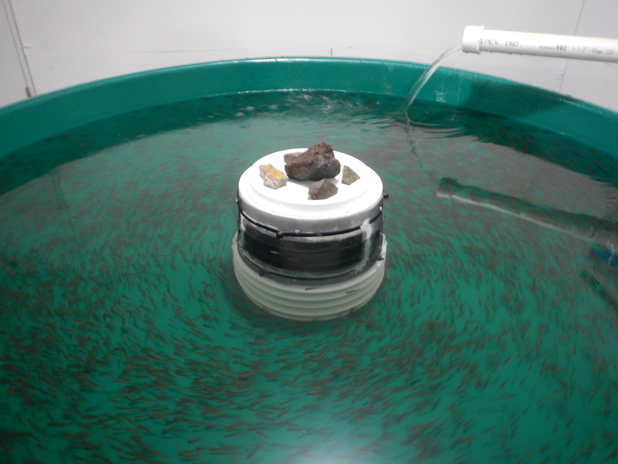 Mount Polley built and managed an onsite fish hatchery in 2018 Mount Polley