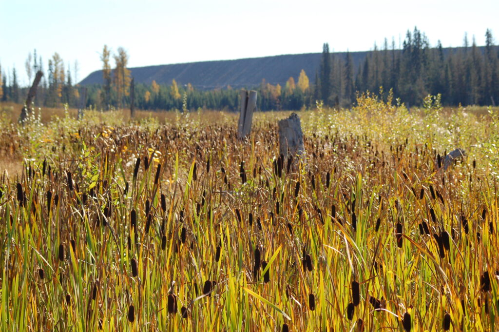 Remediated wetland habitat in Polley Flats